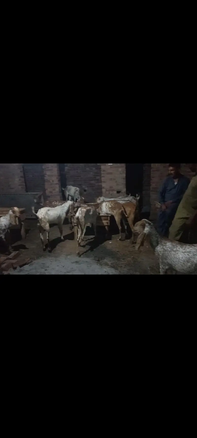 we have many kind of makhi cheni pure breed goats — photo 2