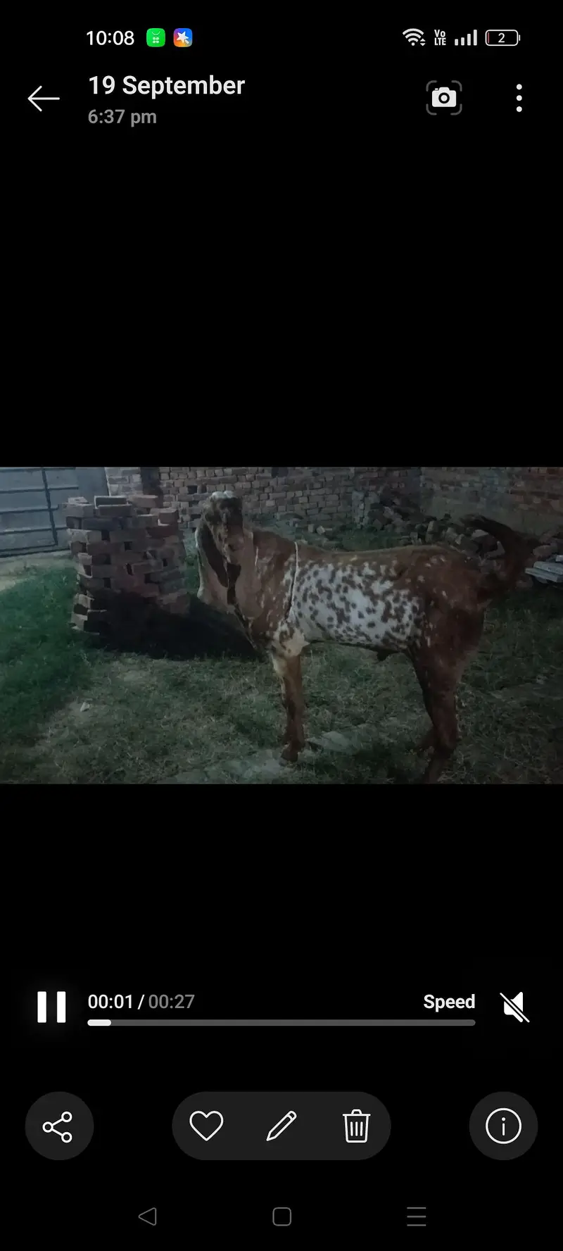 we have many kind of makhi cheni pure breed goats — photo 3