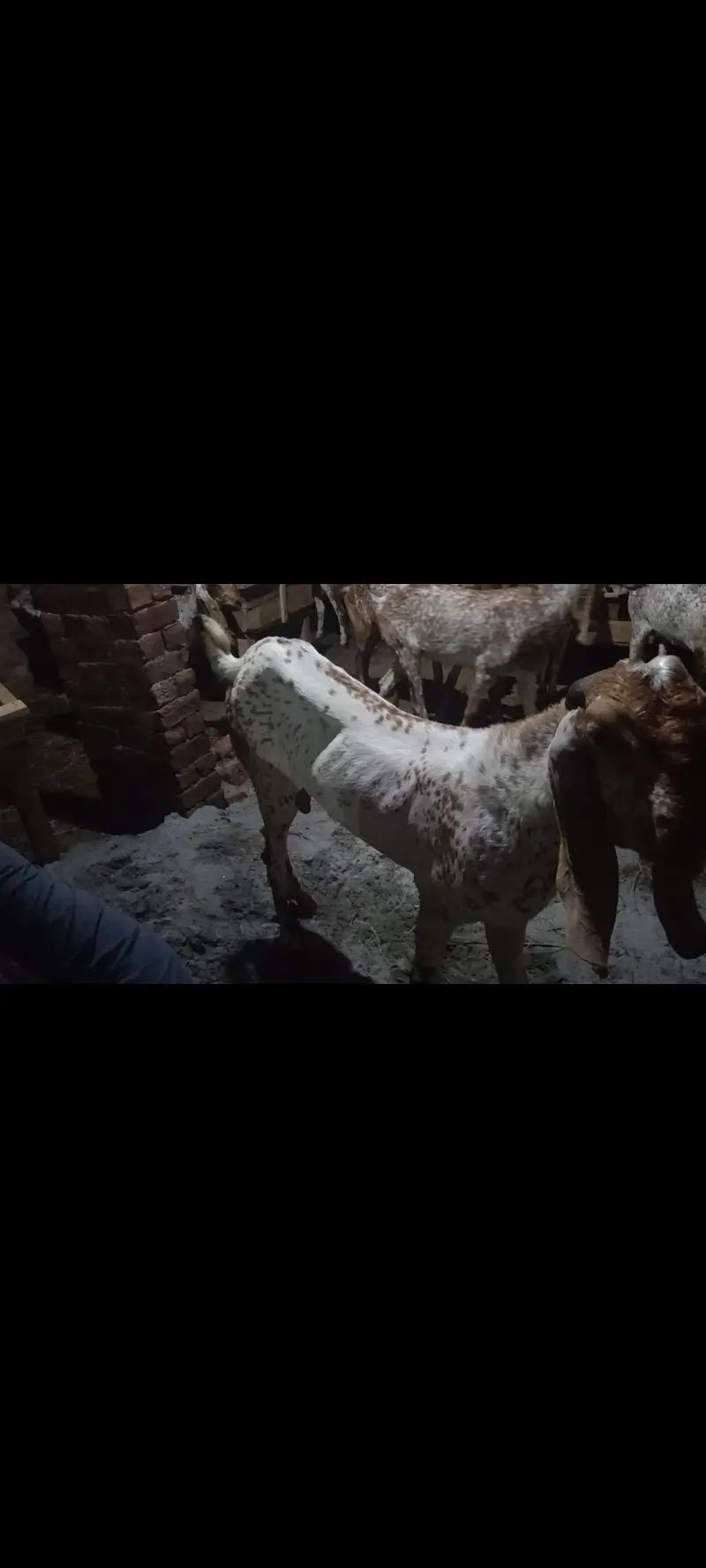 we have many kind of makhi cheni pure breed goats — photo 6