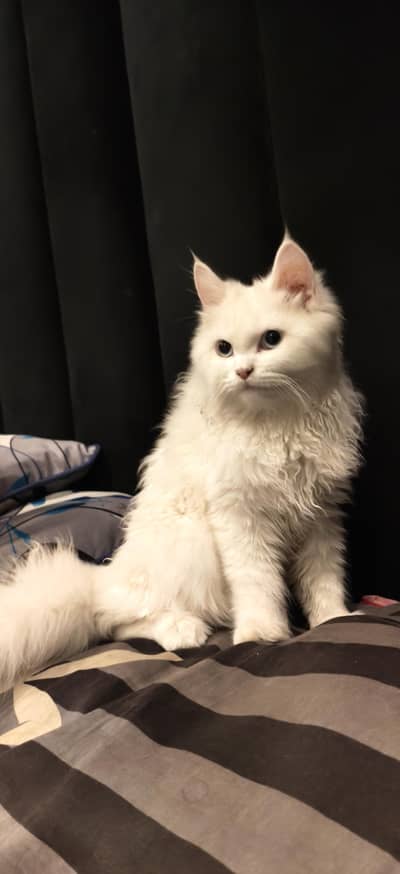PERSIAN CAT BLUE EYES BREED litter free