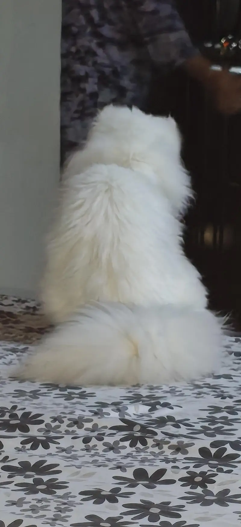 PERSIAN CAT BLUE EYES BREED litter free — photo 2