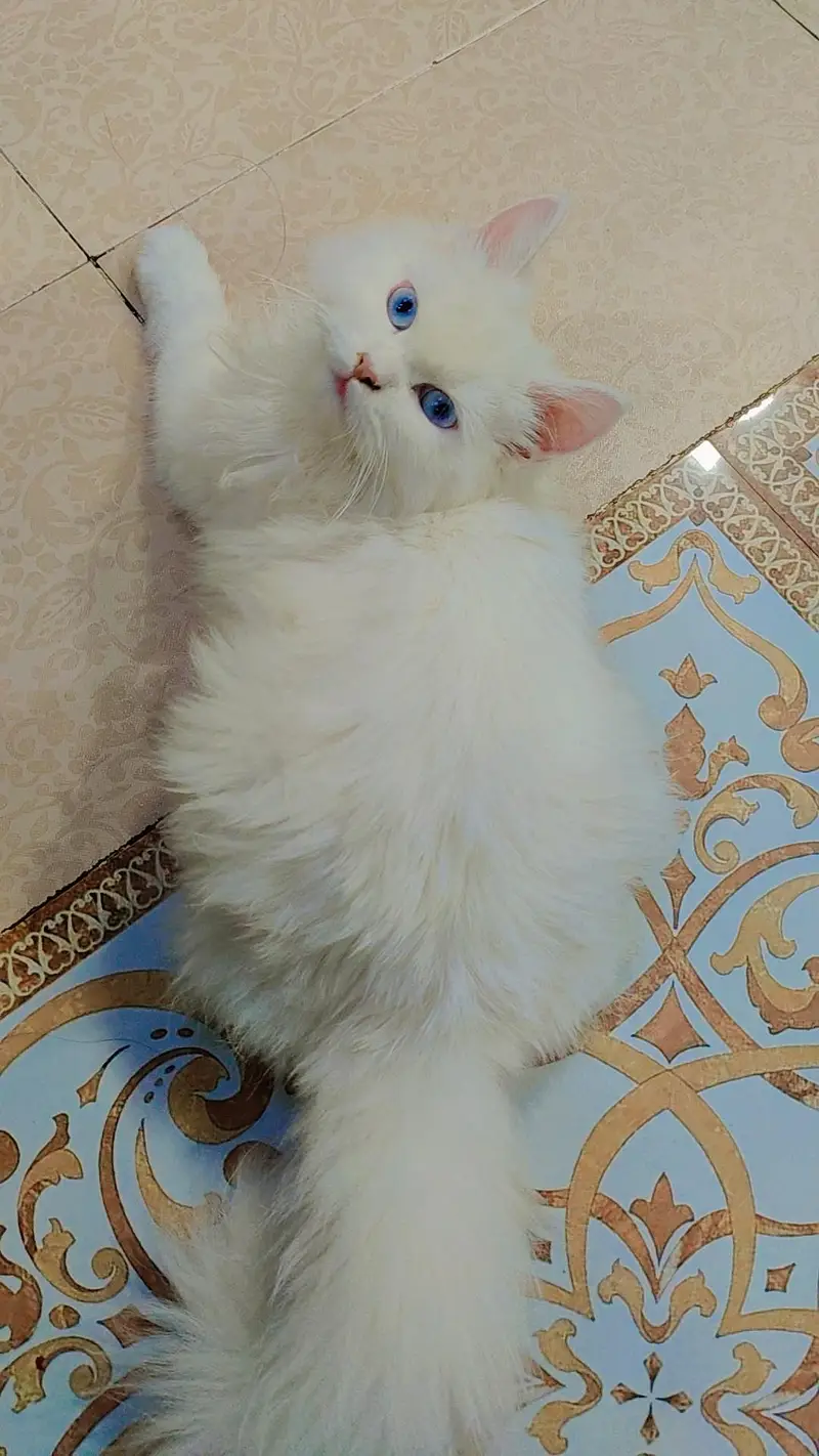 PERSIAN CAT BLUE EYES BREED litter free — photo 3