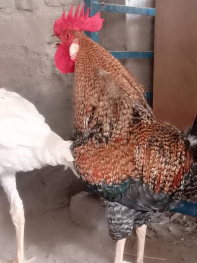Pure Golden missri breeder pair full eggs learing  Exchange  possible