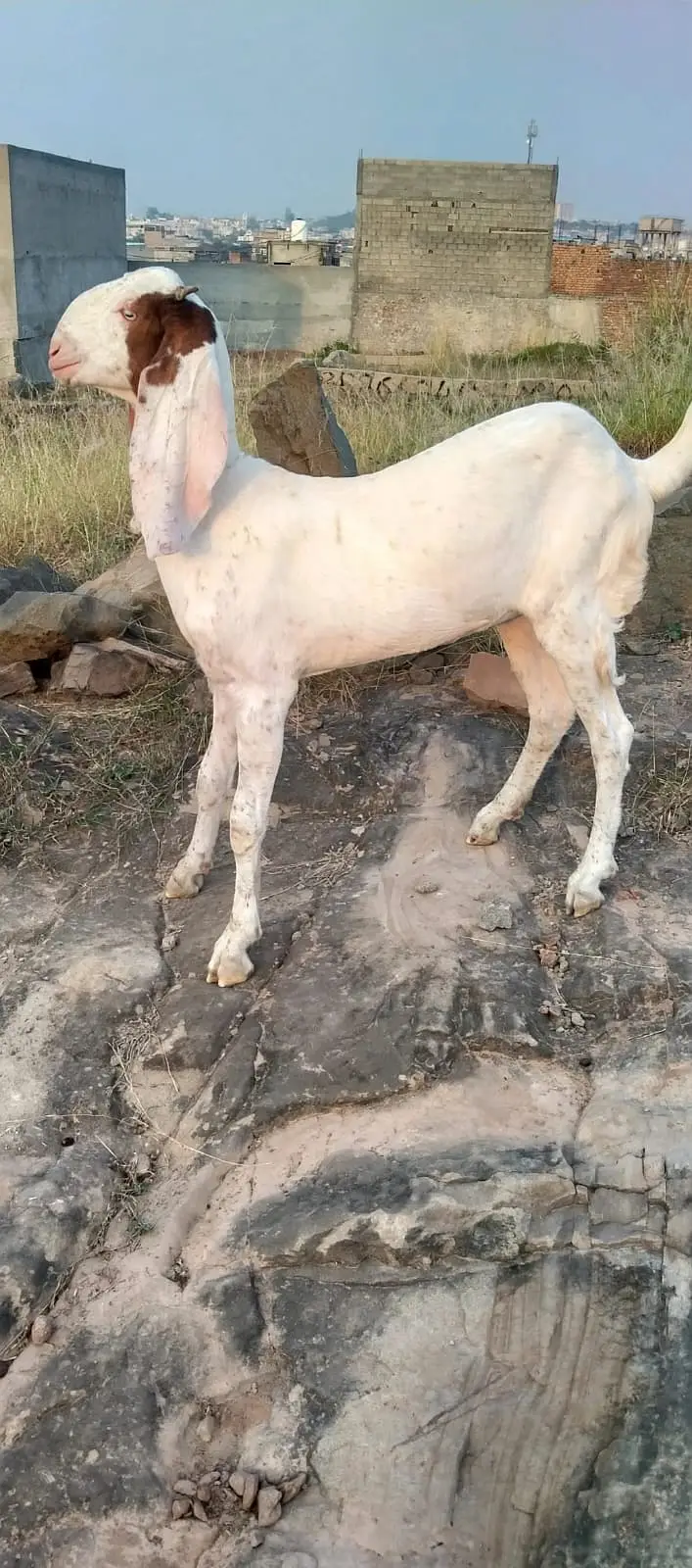 Rajanpuri White Bakri 6 Month Khiri - Healthy Active — photo 2