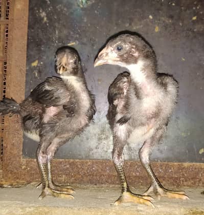 pure burmi chicks pair