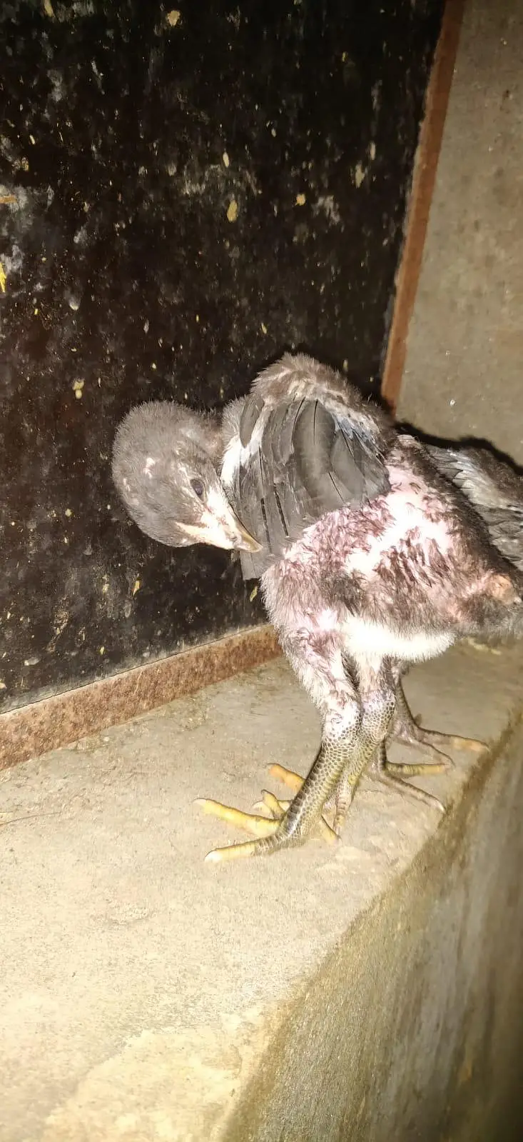 pure burmi chicks pair — photo 2