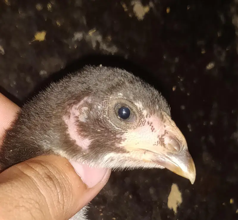 pure burmi chicks pair — photo 3