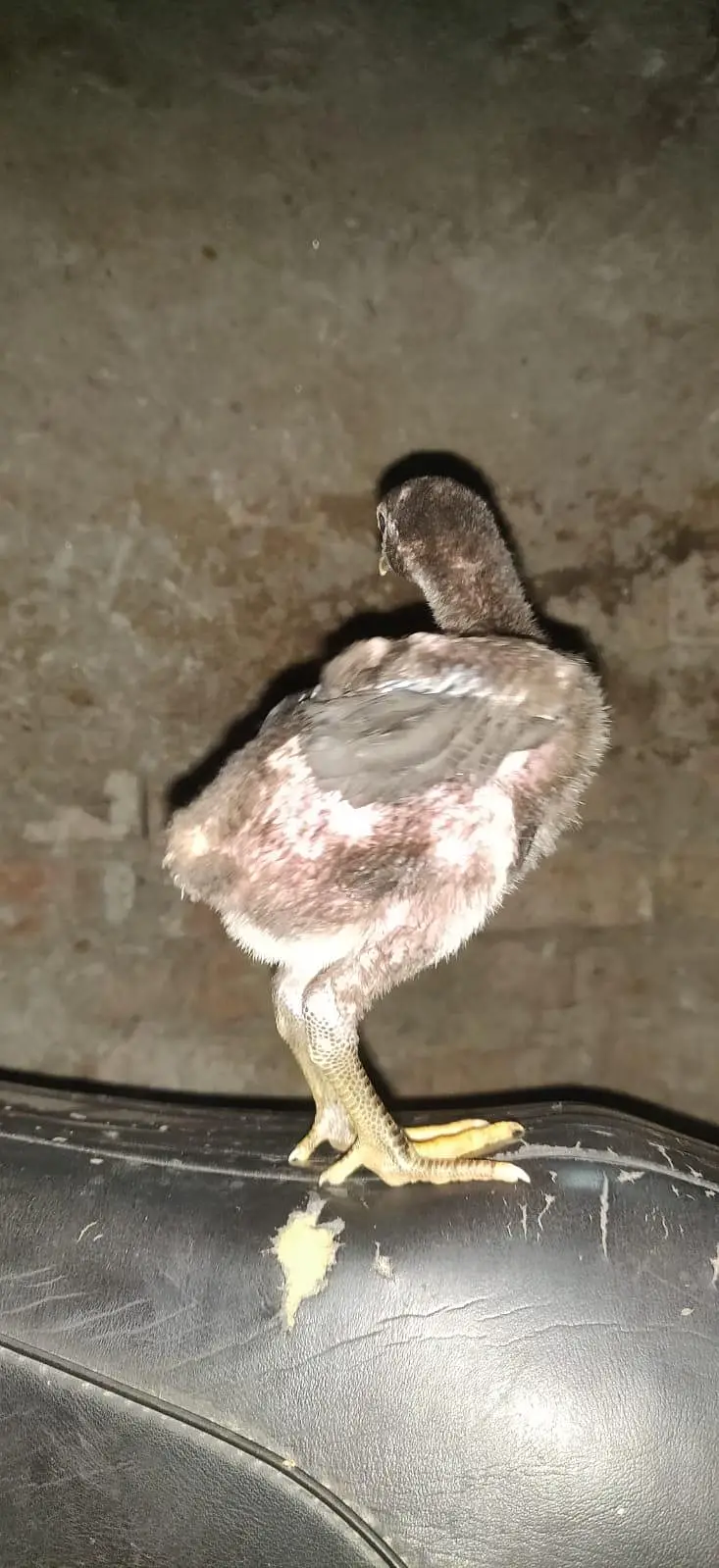 pure burmi chicks pair — photo 4