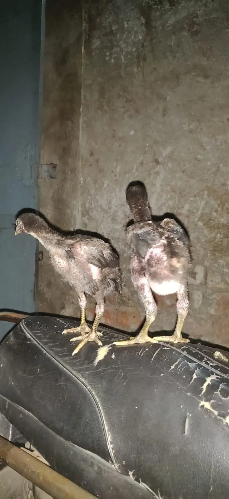 pure burmi chicks pair — photo 5
