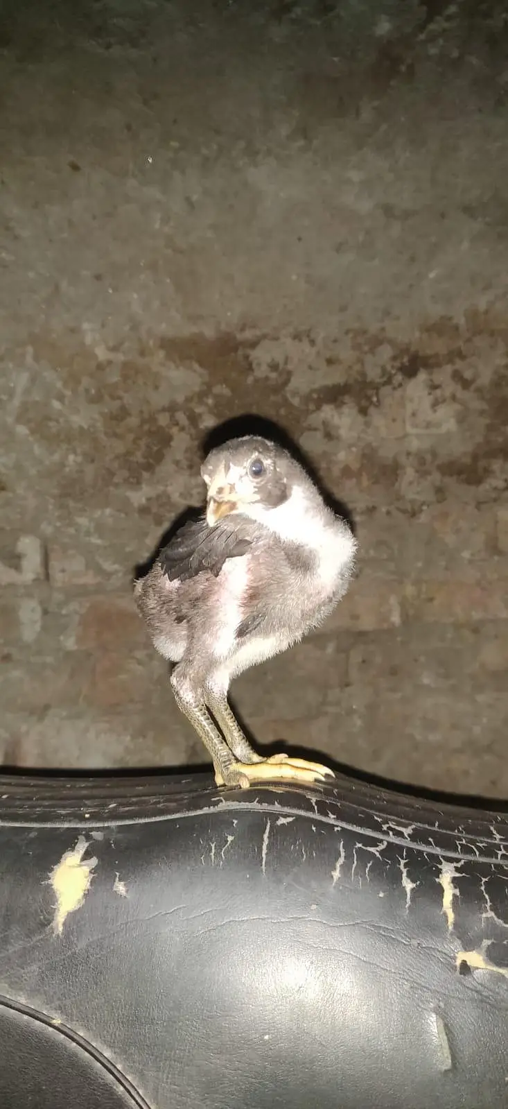 pure burmi chicks pair — photo 6