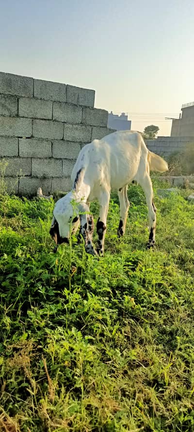 bakra /beetal Bakra / white goat / red goat / 2 bakra / goats