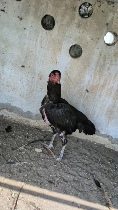 Aseel hens for sale