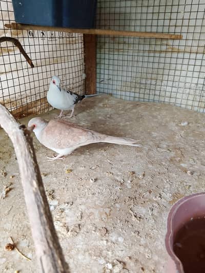 Doves