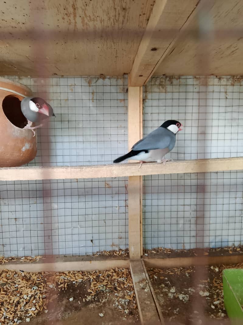 Doves 3