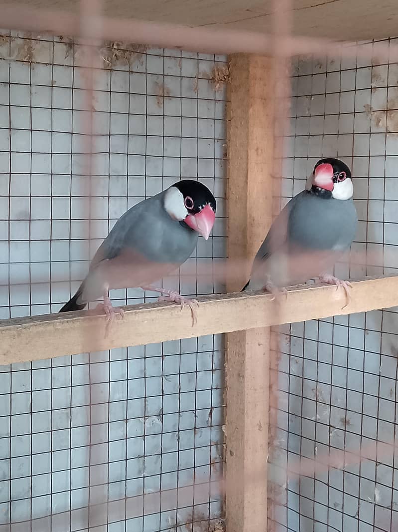 Doves 4