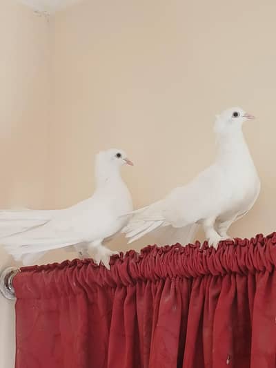 Urgent Sale: White Fantail (Lakka) Pair - 2 Months Laying Result