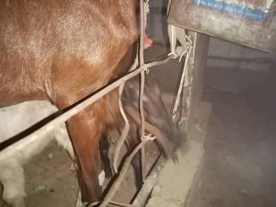 punjab nasal bakri with male kids