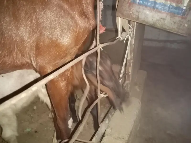 punjab nasal bakri with male kids