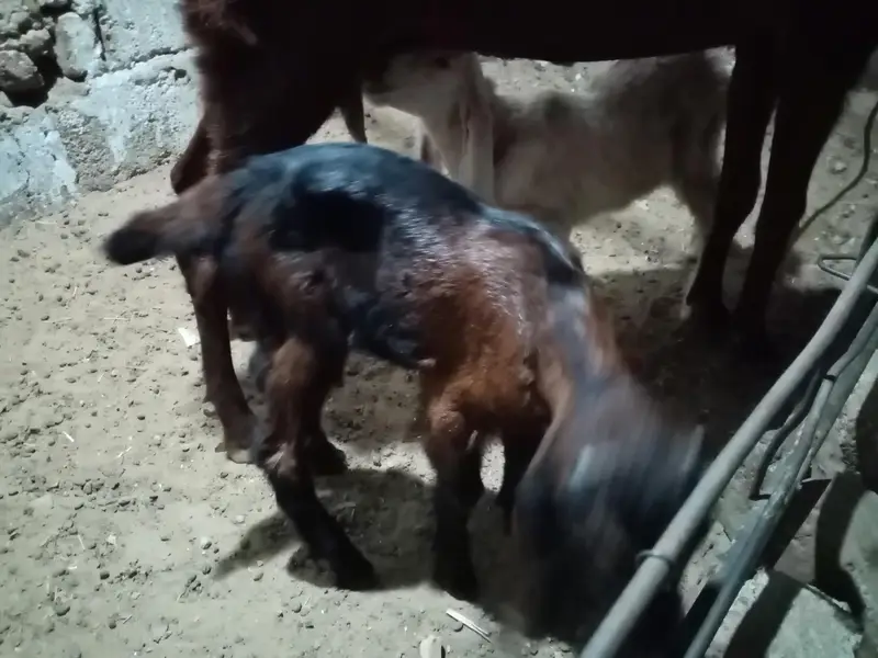punjab nasal bakri with male kids — photo 2