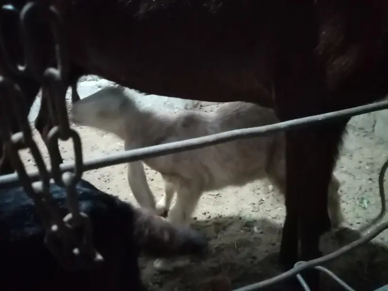 punjab nasal bakri with male kids — photo 3