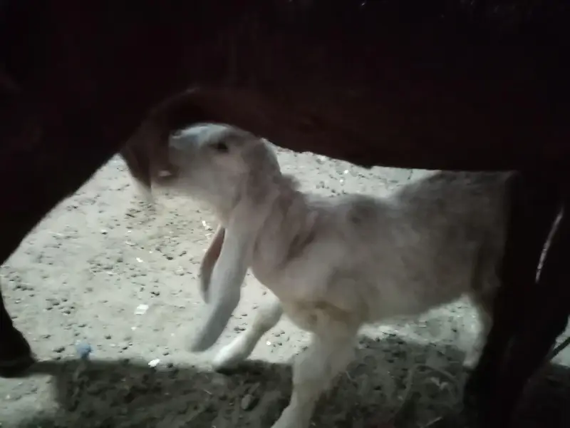 punjab nasal bakri with male kids — photo 4