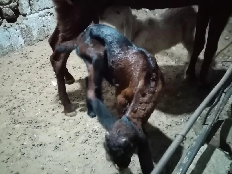 punjab nasal bakri with male kids — photo 7