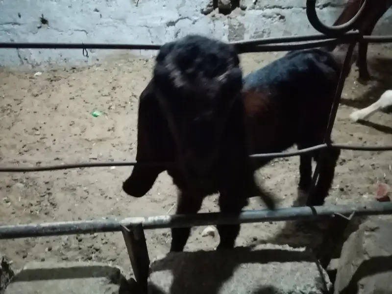 punjab nasal bakri with male kids — photo 8