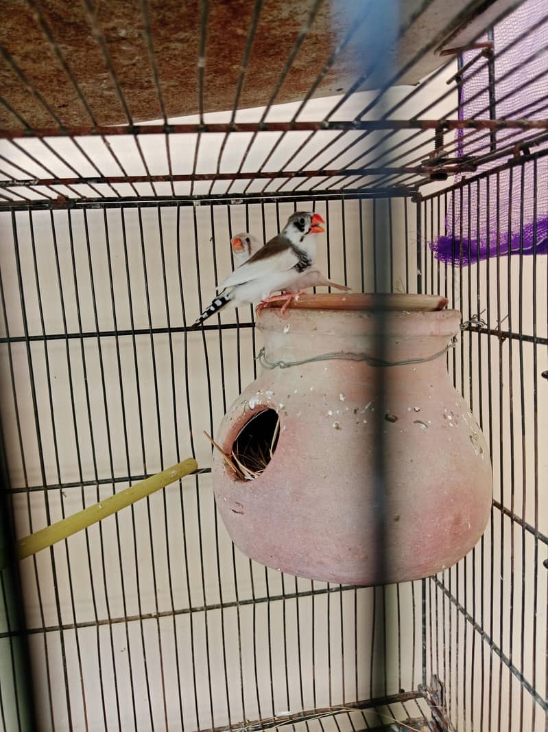 breeder pair 0