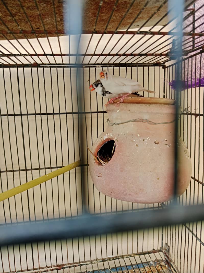 breeder pair 1