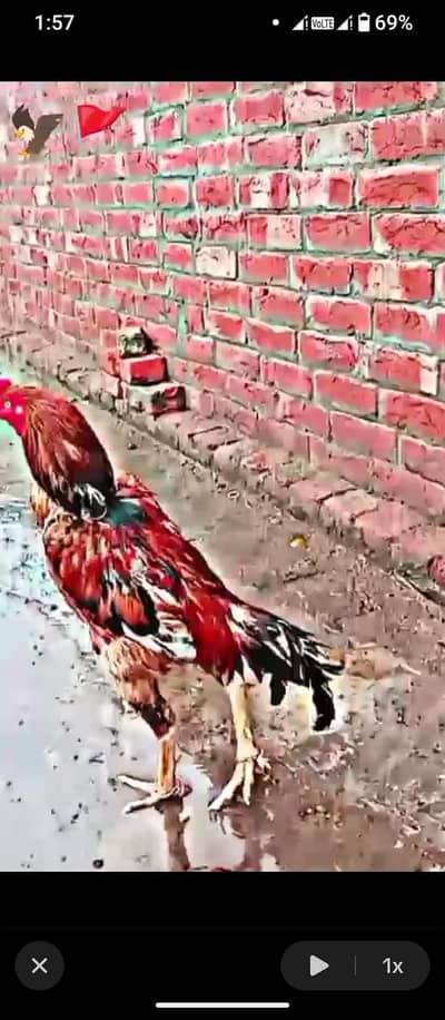 Sindhi asseel