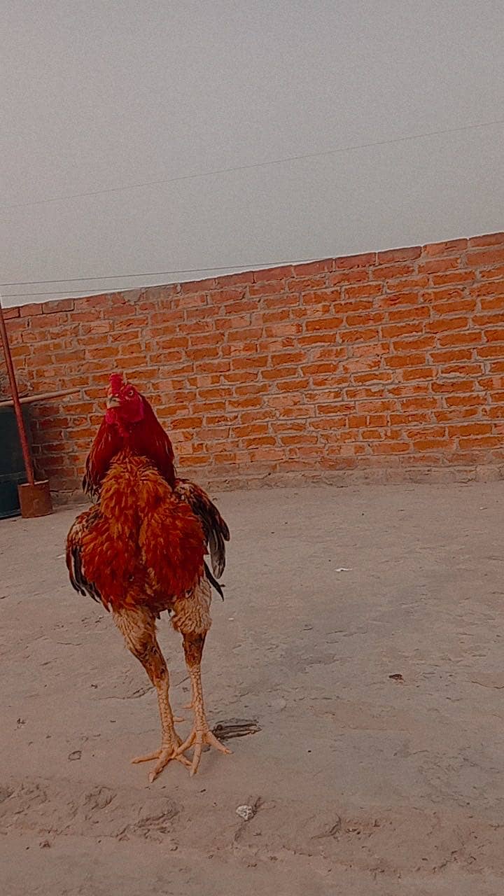 Sindhi asseel 3