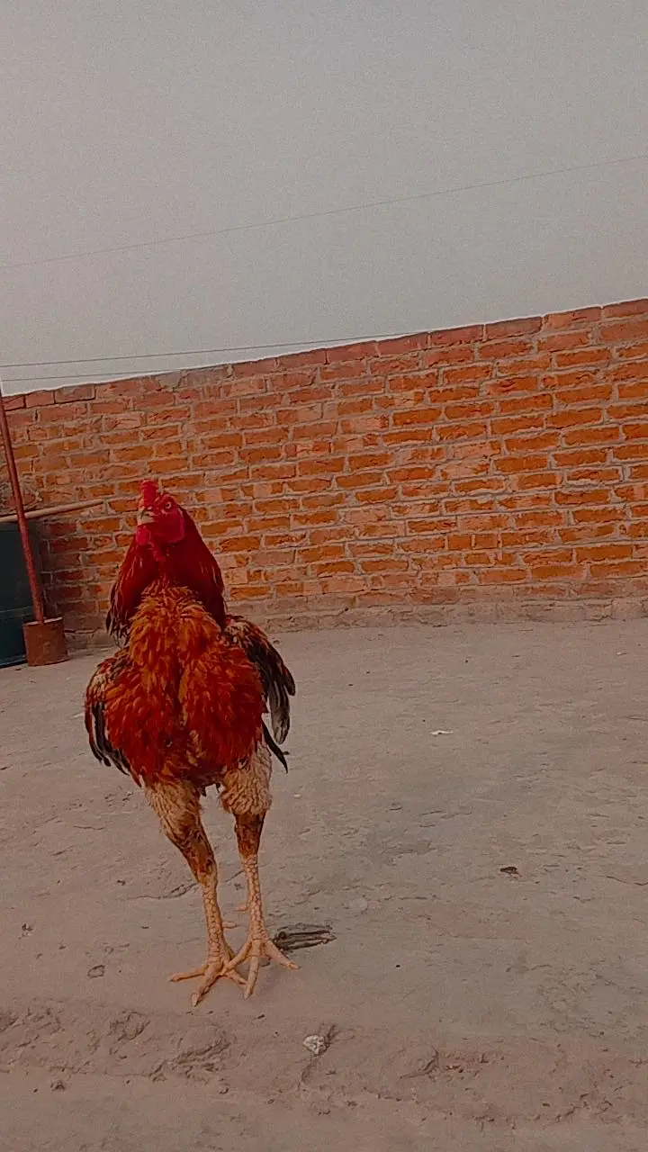 Sindhi asseel — photo 4