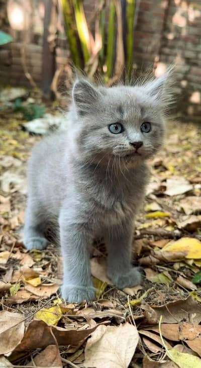 Gray Persian male kitten triple coted with blue eyes