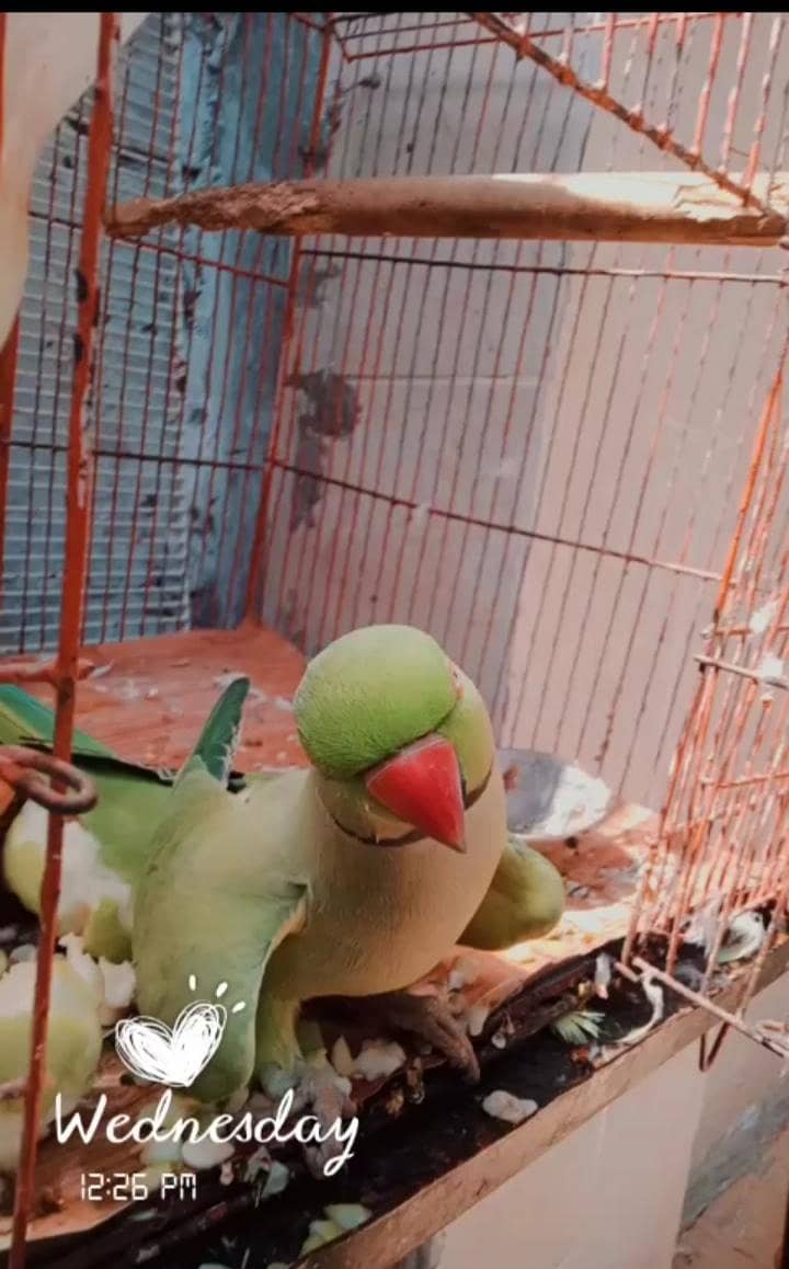 Greenneck 0