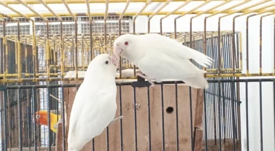 ALBINO REDEYES X ALBINO/INO BREEDER PAIRS