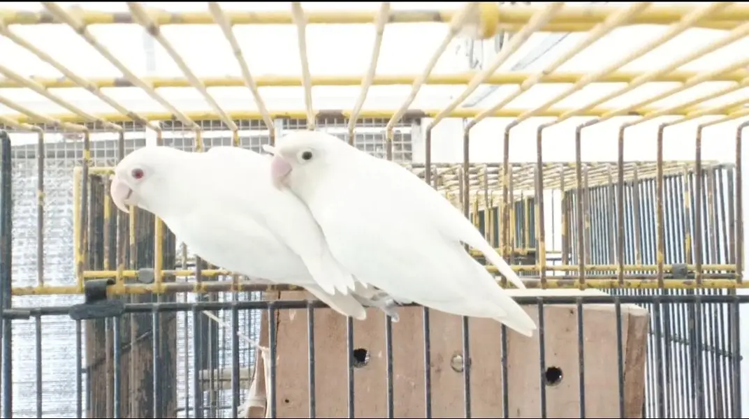 ALBINO REDEYES X ALBINO/INO BREEDER PAIRS — photo 2