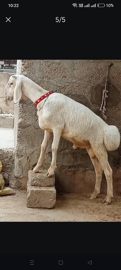 turkey dumba talagang call nd watsup 03113876208