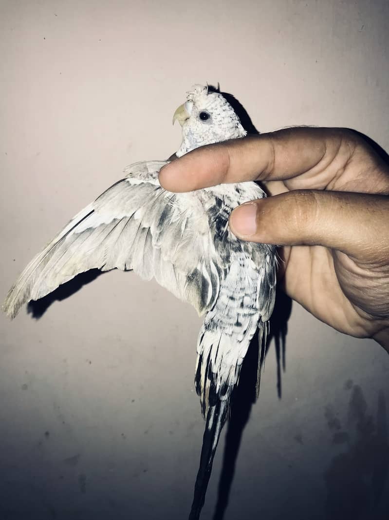 Black wing 1