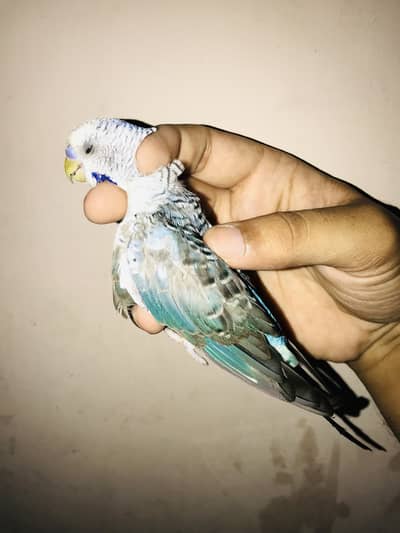 Violet blue Black wing