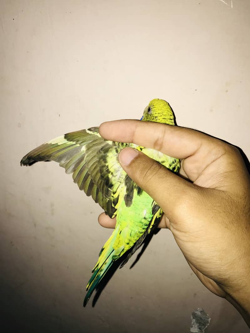 Black wing 3