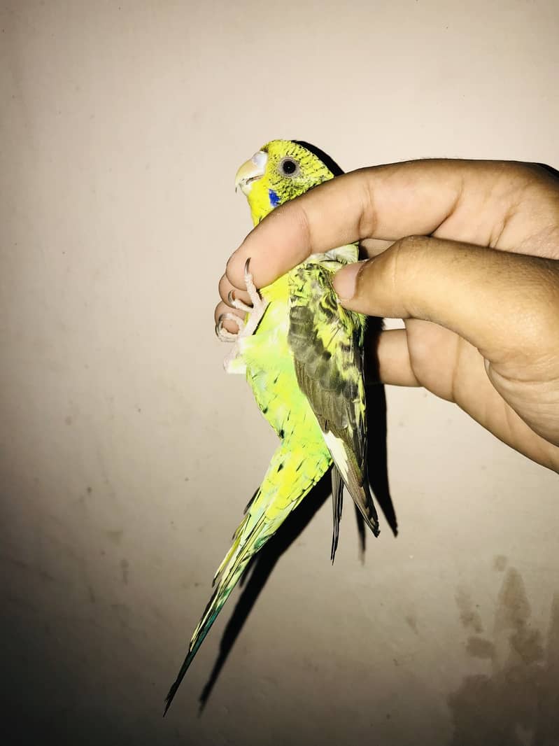 Black wing 4
