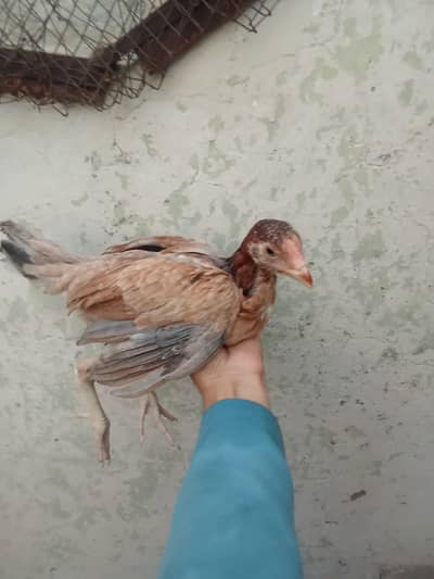 Pure Aseel Murga & Chicks