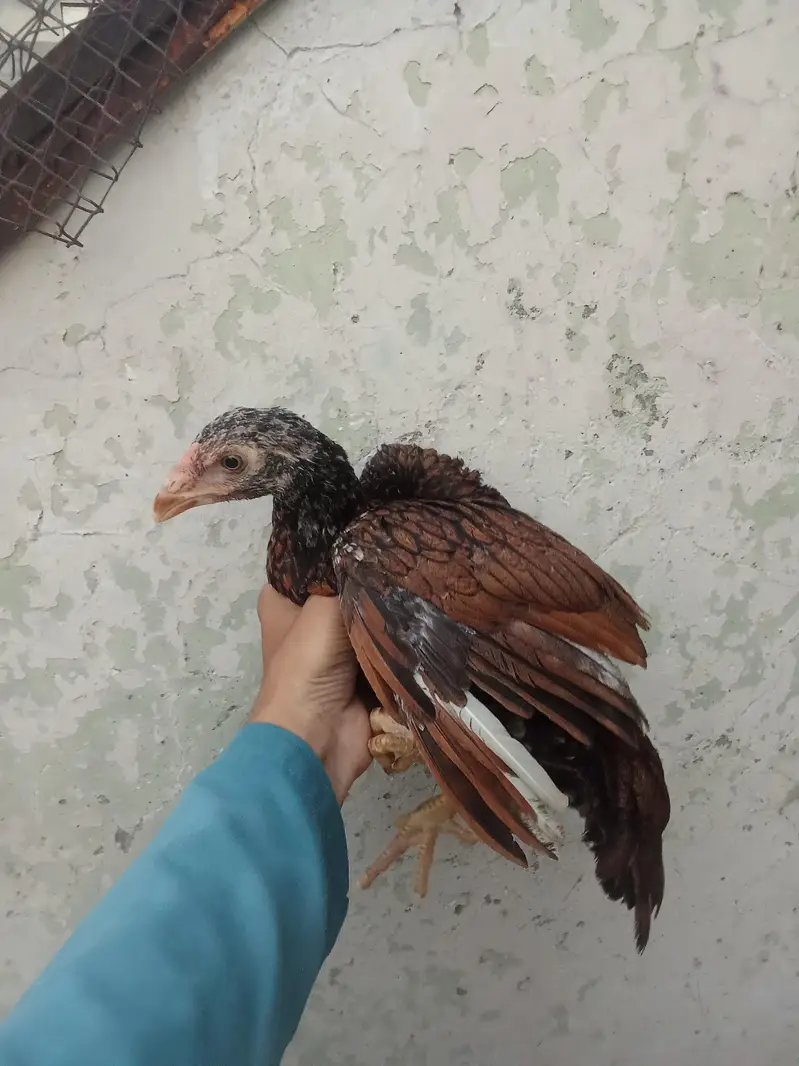 Pure Aseel Murga & Chicks — photo 2