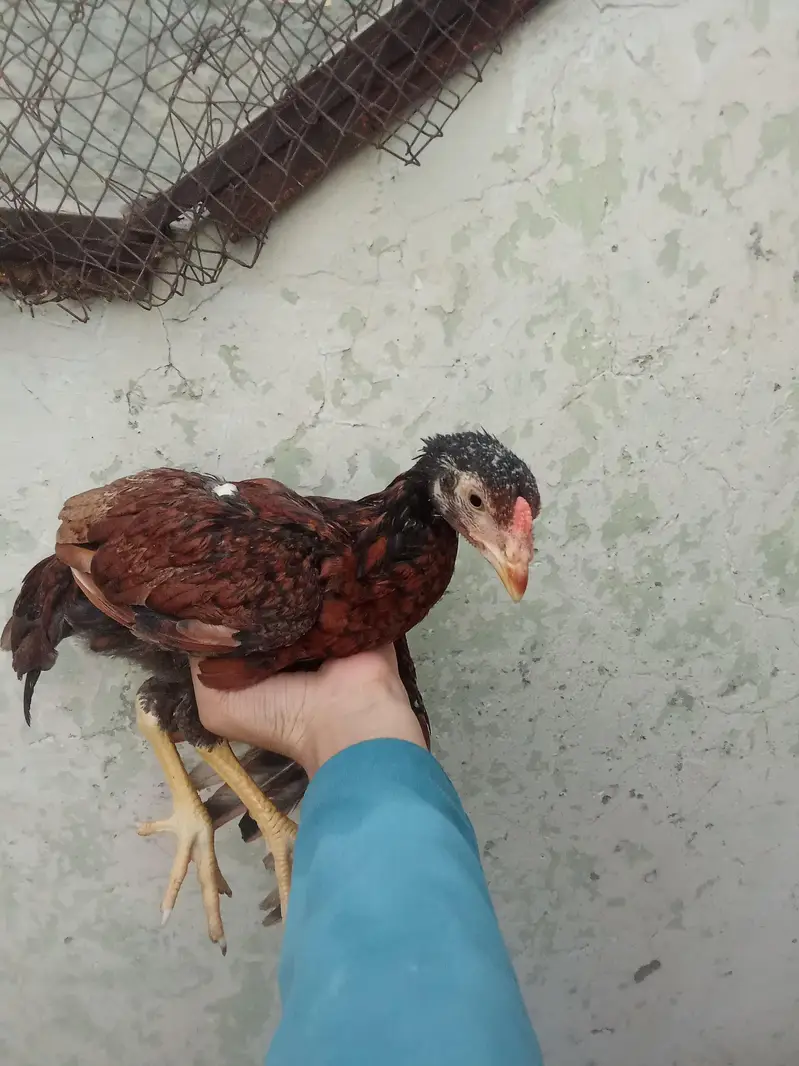Pure Aseel Murga & Chicks — photo 3