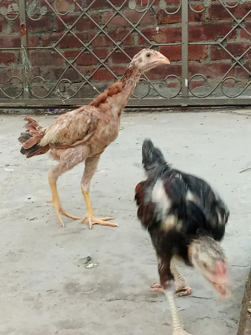 Pure Aseel Murga & Chicks — photo 4