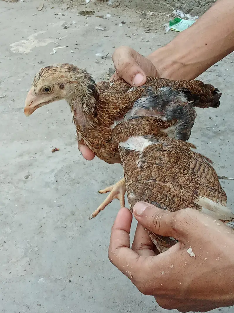 Pure Aseel Murga & Chicks — photo 5