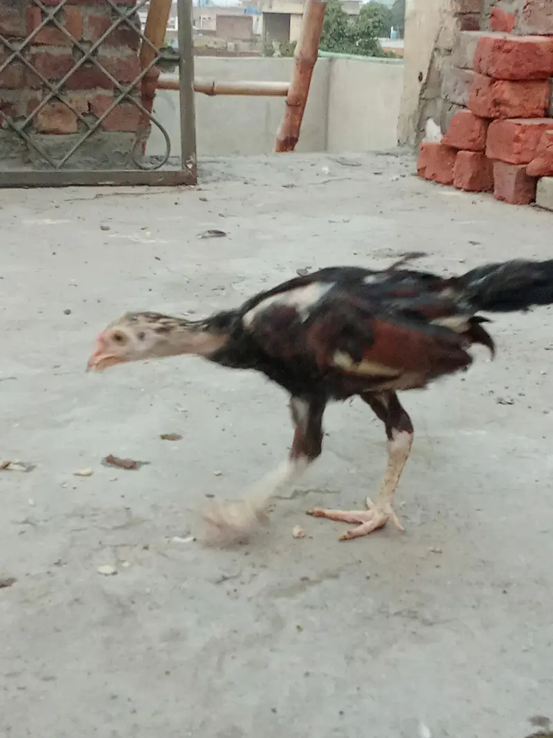 Pure Aseel Murga & Chicks — photo 6