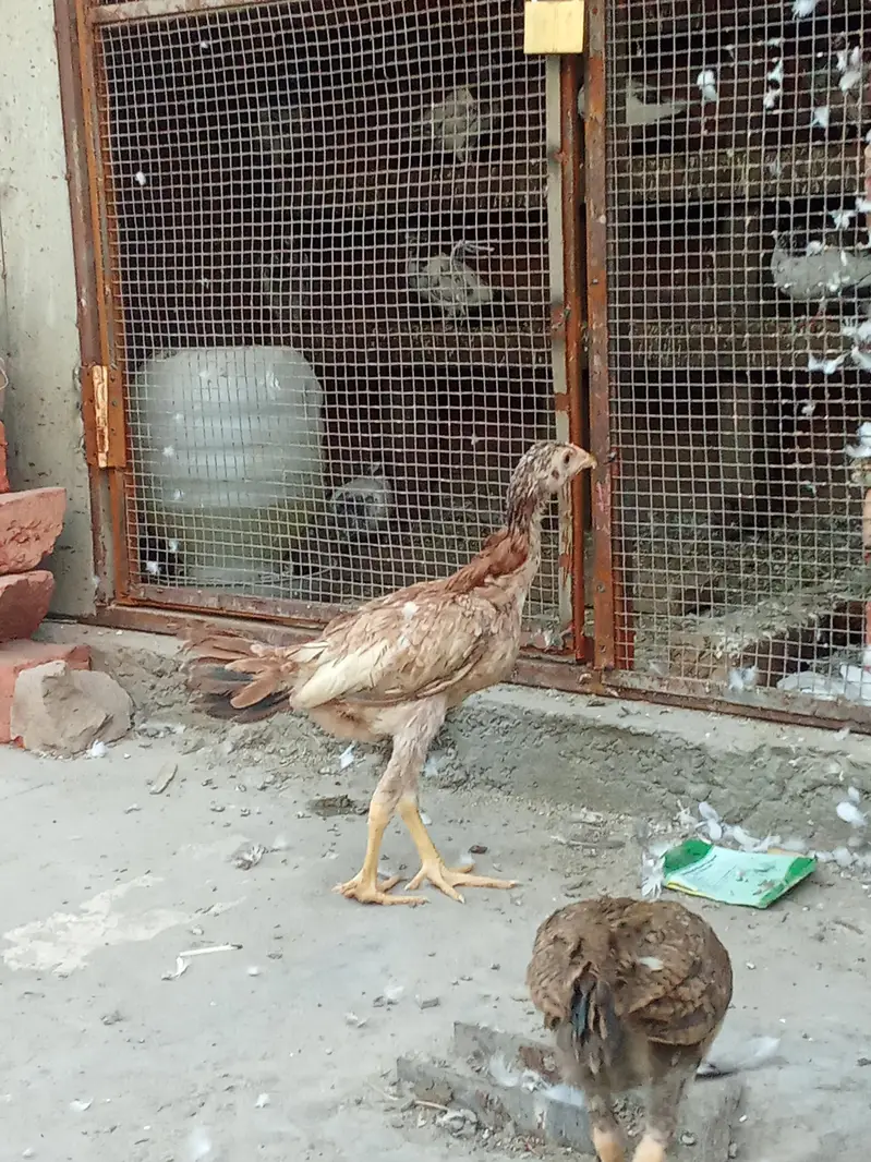 Pure Aseel Murga & Chicks — photo 7