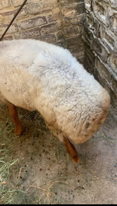 Turkish dumba