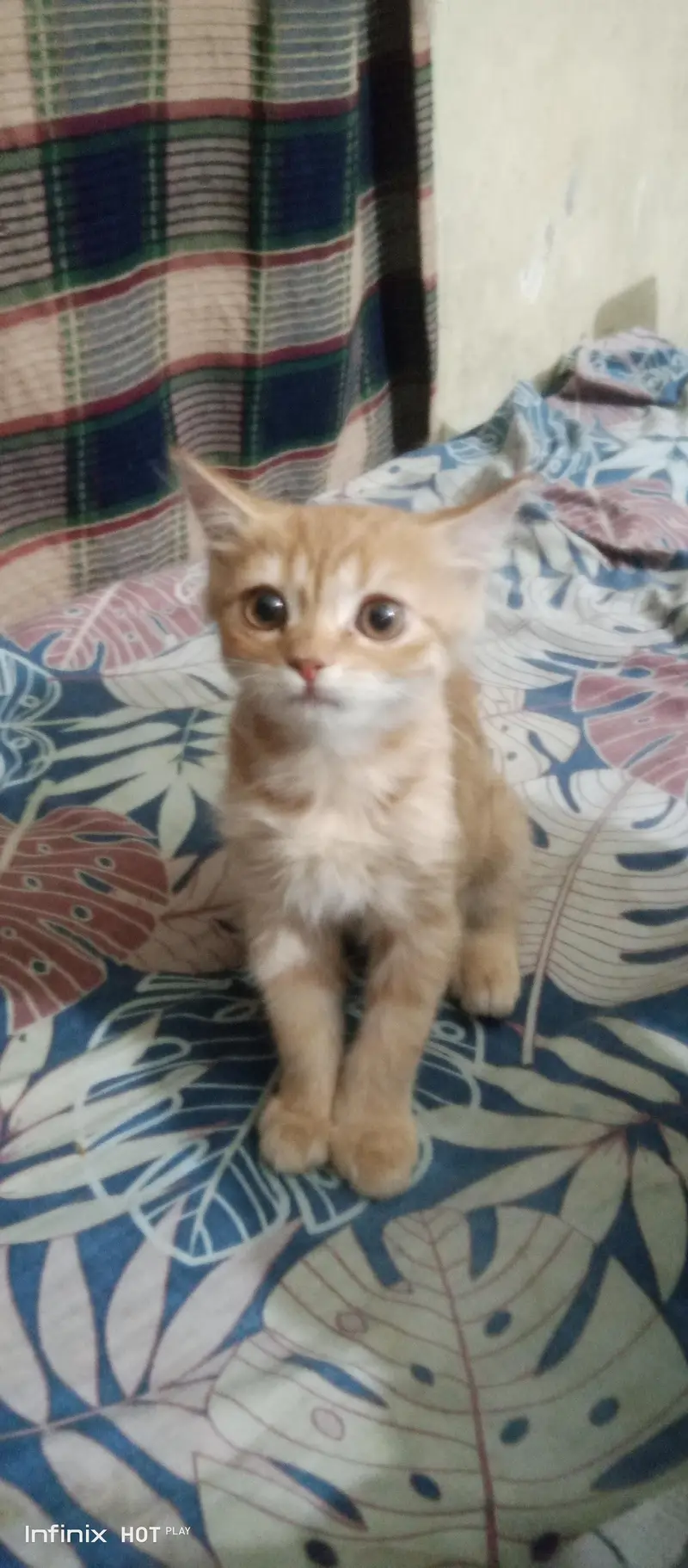 Persian Cat Male